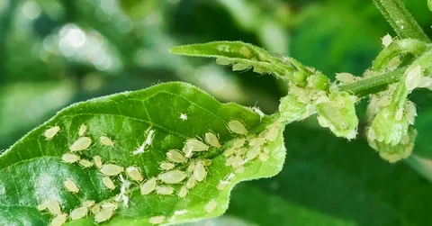Effective Strategies for Preventing and Treating Plant Diseases