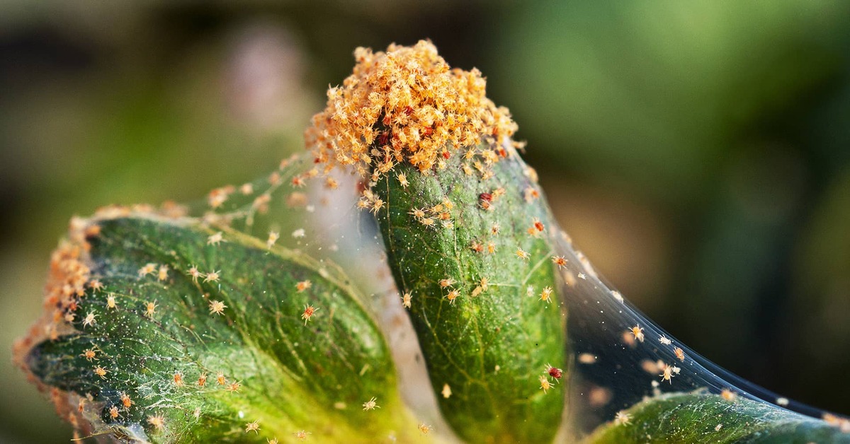 The Ultimate Guide to Identifying and Remedying Common Plant Diseases